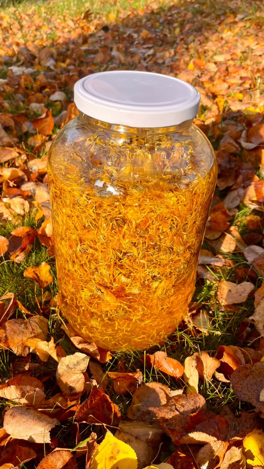 4-6 týždňová macerácia nechtíka lekárskeho v bio slnečnicovom oleji